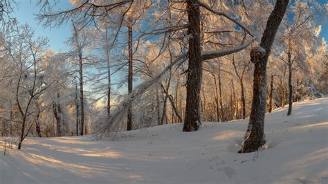 Russian winter forest from a fairy tale · Russia Travel Blog