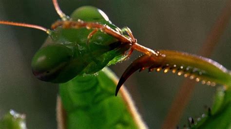 Freaky Animals Photos Worlds Weirdest National Geographic Channel