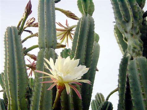 Cacti grafting is done for different purposes. Senita Cactus