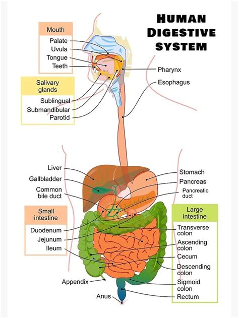 Diagram Of The Human Digestive System Poster For Sale By Allhistory Aparato Digestivo Humano