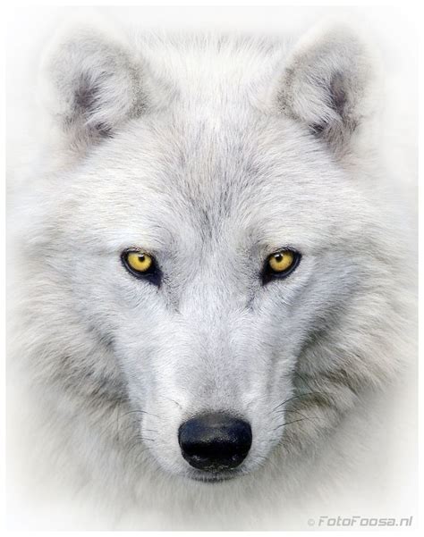 White Wolf Portrait Post Processed In Cs5 Please Use The M Key To