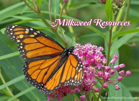 Oftentimes, people sprinkle wildflower seeds on bare dirt and rake it aquatic and tropical milkweed. Find Milkweed Plants And Milkweed Seeds For Monarchs- 25 ...