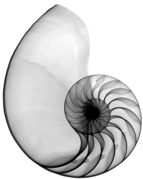 Nautilus Shell Drawing Free Download On Clipartmag