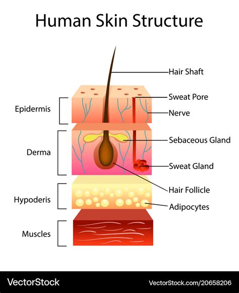 Human Skin Structure Royalty Free Vector Image