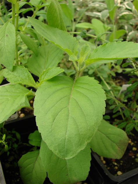 Holy Basil Tulsi Leaf Health Benefits Uses Side Effects