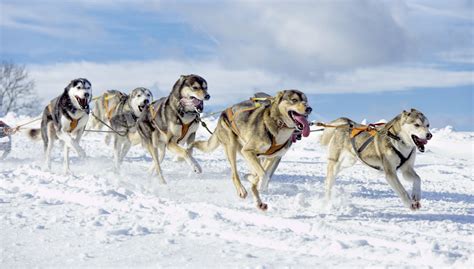 Sled Dogs Pull Their Weight In Rare Disease Genetics