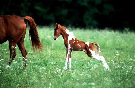 images  saddlebred horses magnificence  motion  pinterest clark gable