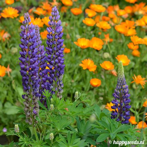 You can also cool down root zones by applying mulch around the plant. Vaste Lupine zaden | Happy Seeds webwinkel