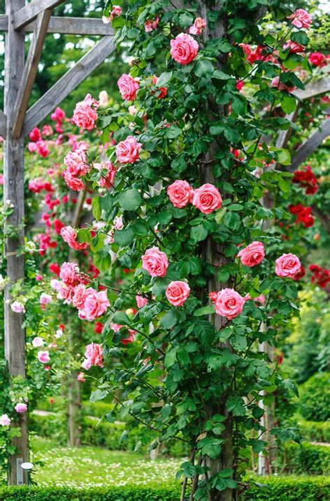 How To Grow Big Roses Vertically 8 Great Ways Balcony Garden Web