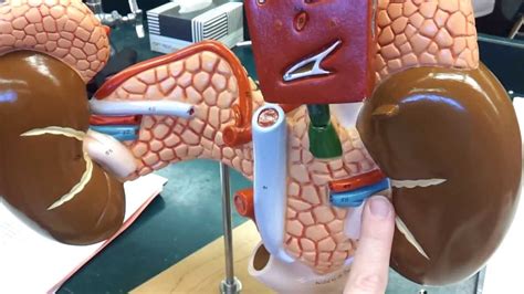 Anatomy Arteries And Veins Of Pancreas And Spleen Model Youtube