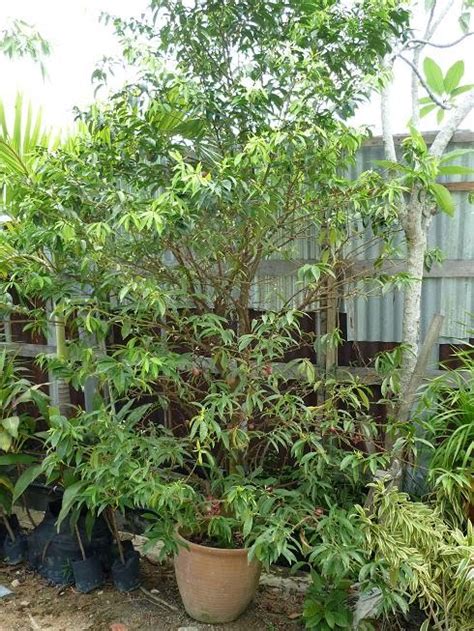 Disinilah muncul pribahasa bagaikan buah simalakama. POKOK MAHKOTA DEWA (PHALERIA MACROCARPA) | Agrobio ...