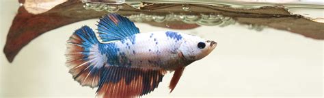 Your betta will display beautiful swimming, flaring and exploring behavior in these larger tanks that you may not see when they are kept in smaller habitats. Betta tank decoration ideas - Bettaboxx