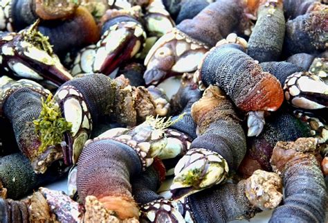 Percebes pouce - pieds que sont ces crustacés espagnols