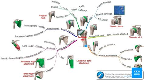 Mind Mapping Human Muscles And Bones