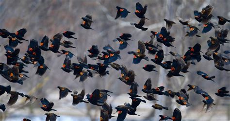 National Audubon Society On Instagram Red Winged Blackbirds Roost In