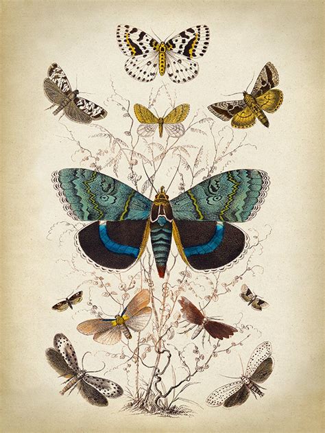 Vintage Aesthetic Butterfly Poster