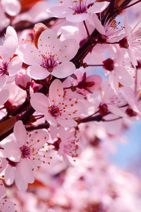 Японска вишна Cherry Blossom Wallpaper Flower Aesthetic