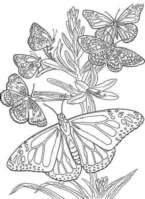 Get This Difficult Butterfly Coloring Pages For Adults Mb