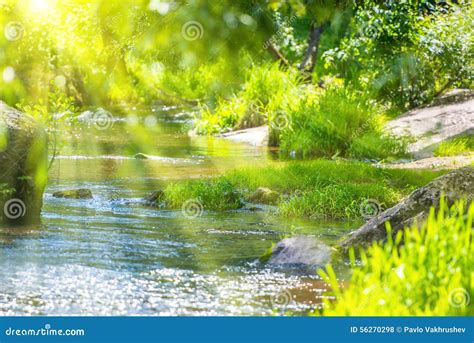 Stream In The Green Forest Stock Photo Image Of Shine 56270298