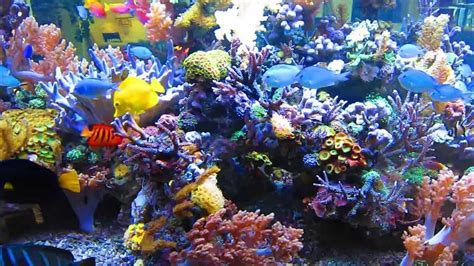 Dormero August 2013 Hotel Reef Aquarium Kyranyca Youtube