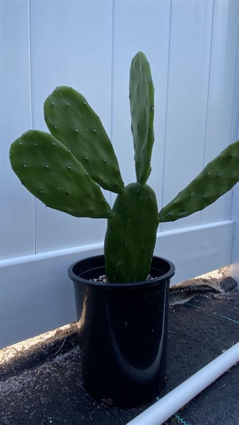 The prickly pear cactus plant represents many species of the opuntia genus in the deserts of north america. Spineless Prickly Pear ( Opuntia Cactus) for Sale in ...