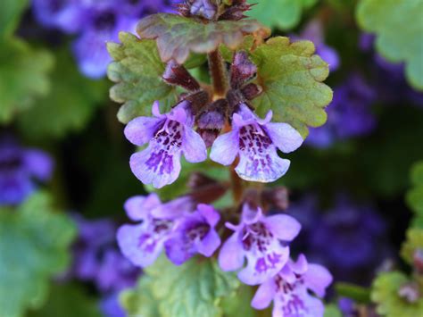 Ground Ivy A Foraging Guide To Its Food Medicine And Other Uses