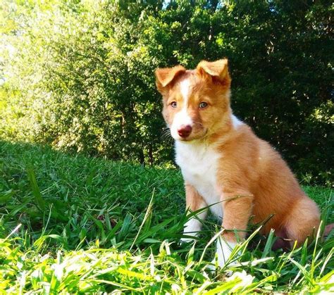 Border collies need lots of attention and praise. We this beautiful Border Collie Puppy for adoption. This ...