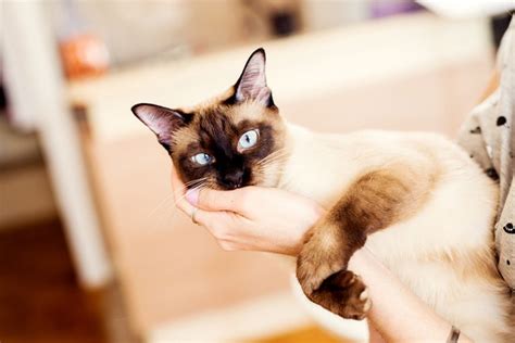Siamese Cat Facts Colors Health Issues Nutrition And More Vital Info