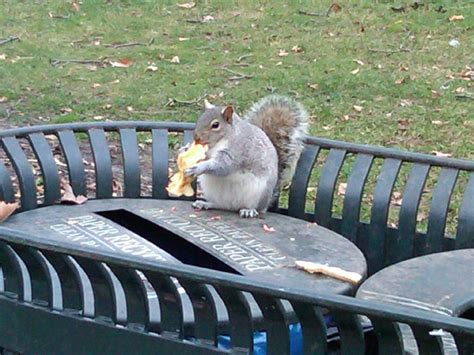 Fat Squirrels That Totally Overate This Winter