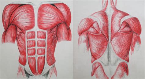 Torso Front And Back By Diana 0421 On Deviantart