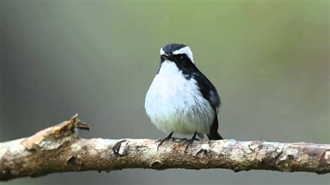 Burung decu adalah jenis burung pengicau mungil yaknii panjangnya hanya sekitar 13 cm dan bersuara kicau sangat nyaring dan lantang. Download Gambar Burung Decu | Pickini