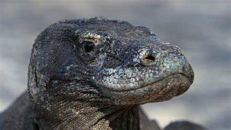 Komodo Dragons Reptiles Animals Eden Channel