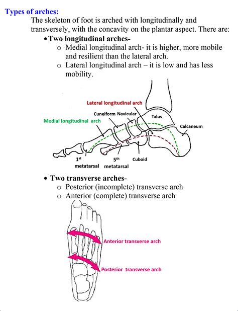 Arches Of Foot Medial And Lateral Longitudinal And Transverse Arches