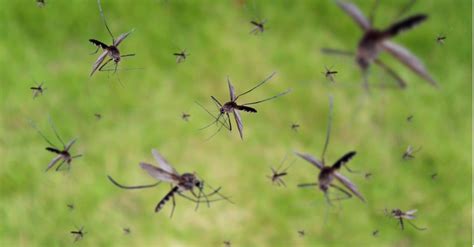 Discover Why There Are So Many Mosquitoes In Alaska 35 Species A Z