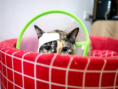 Injured Cat With Band Aid At Head In Green Elizabethan Collar On Red