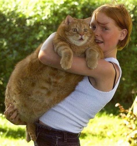 7 Ridiculously Cute Fat Cats