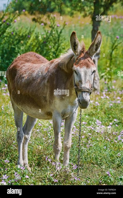 Donkey On Pasture Stock Photo Alamy