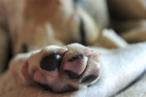 How To Treat Sore Paws Healthypets Blog