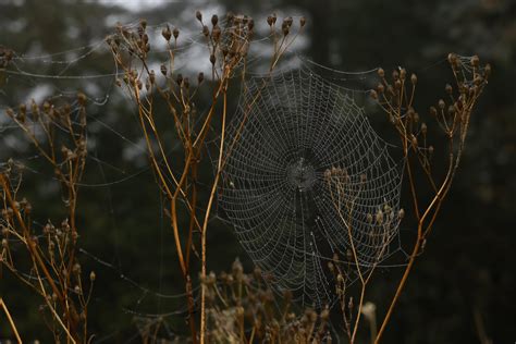 Morning Mists Highlight Spider Webs Thatsrick Toyou Flickr