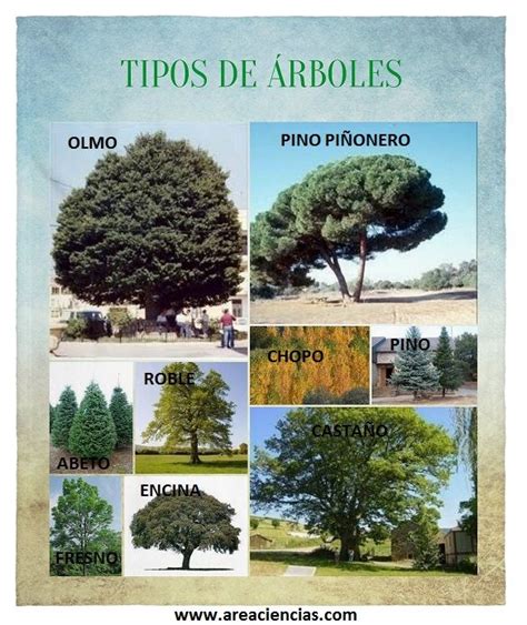 Los 5 Tipos De árboles Más Comunes Y Sus Características Árboles Nativos