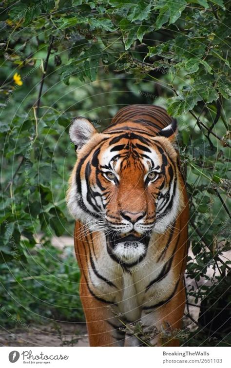 Close Up Front Portrait Of Indochinese Tiger A Royalty Free Stock