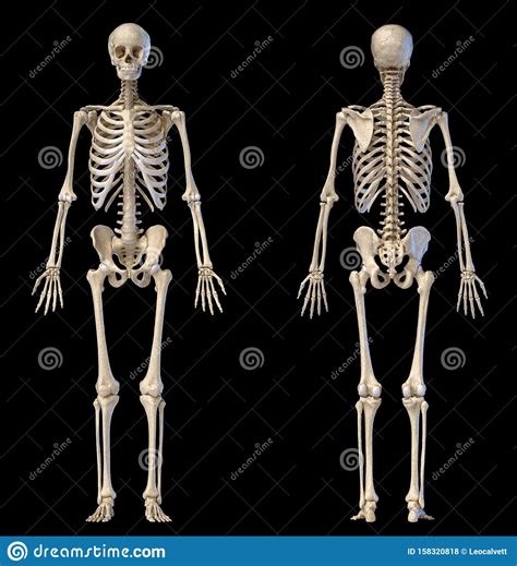 Human Male Skeleton Full Figure Front And Back Views Stock