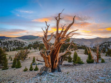 White Mountains Ancient Bristlecone Pine Forest California