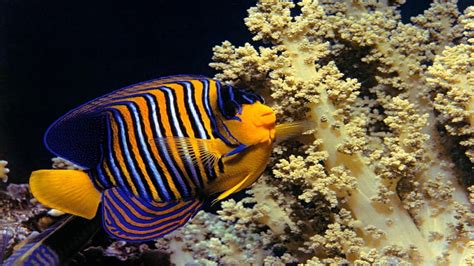 Royal Angelfish And Corals Underwater Sealife Fish Corals Nature