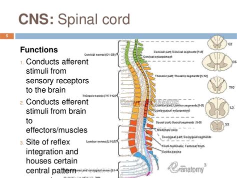 Spinal cord trauma is damage to the spinal cord. Quotes about Central Nervous System (45 quotes)