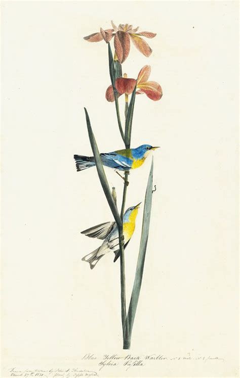 John James Audubon 17851851 Northern Parula Parula Americana
