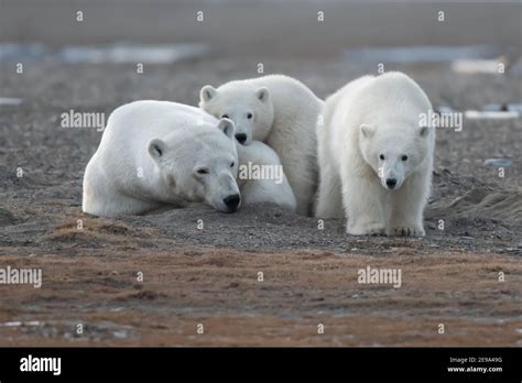 Polar Bear Ursus Maritimus Mother And Cubs In The Arctic Circle Of