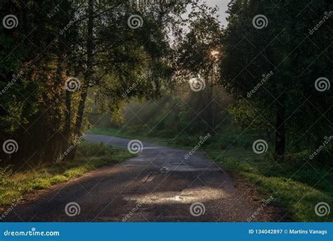 Beautiful Morning Sun Light Shining Through The Trees On The Road Sun