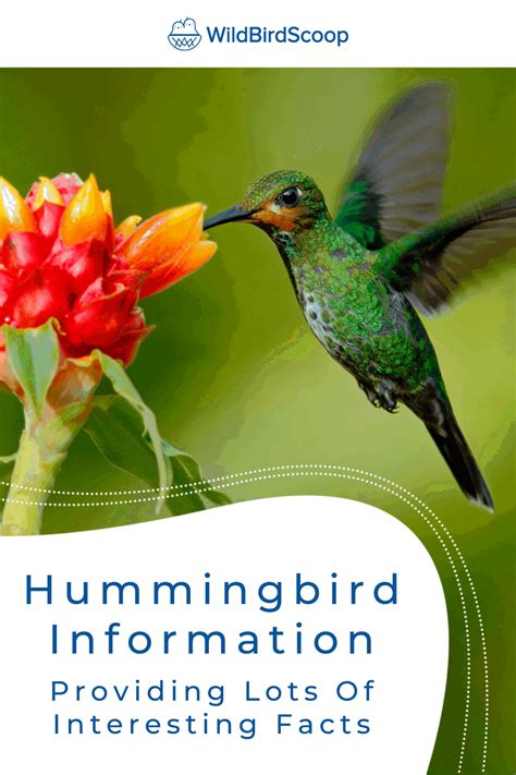 Hummingbird Facts For Birding Enthusiasts