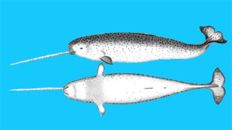 7 Fascinating Facts About Narwhals Mental Floss